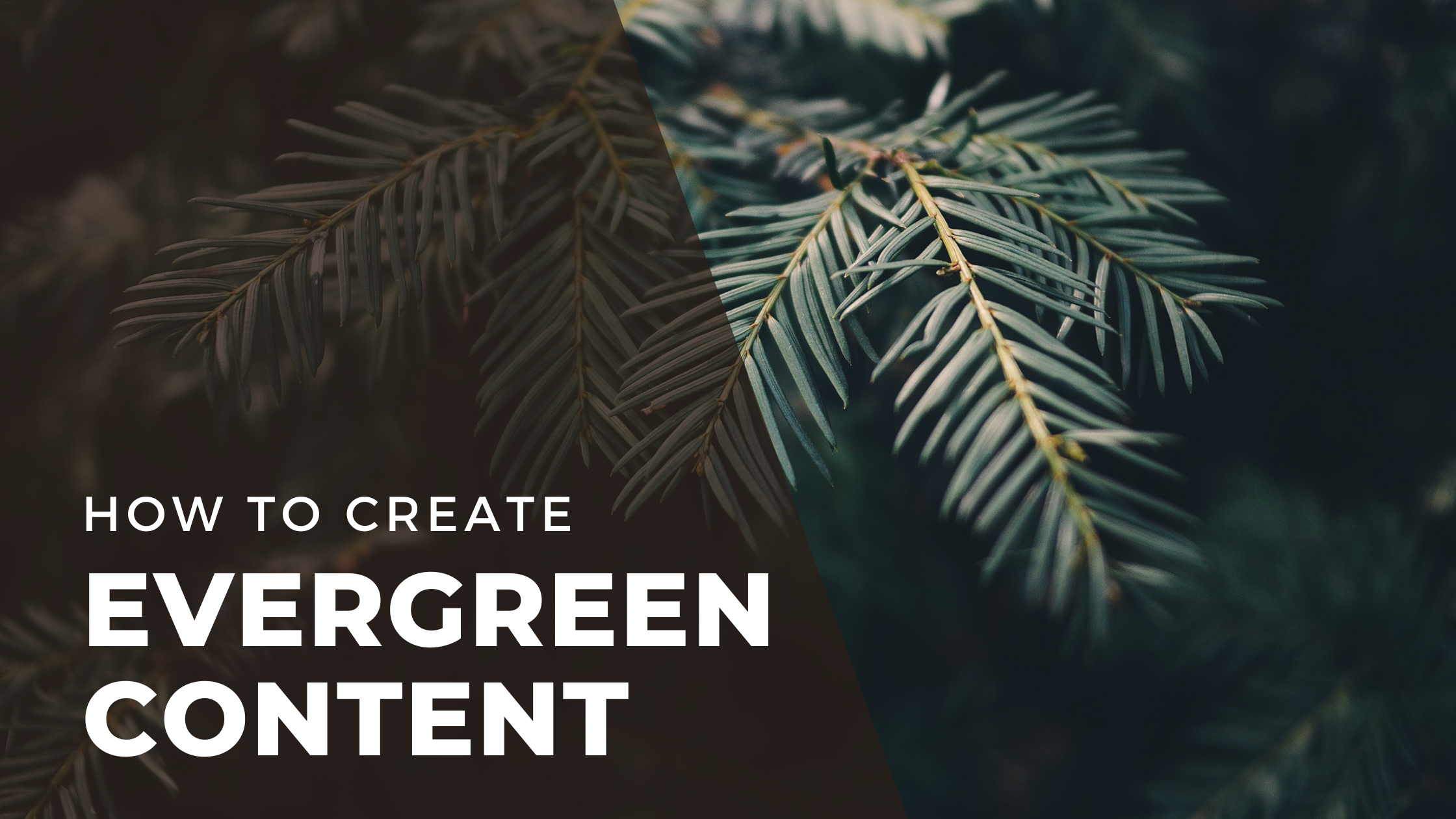 "How to Create Evergreen Content" overlayed over an evergreen tree